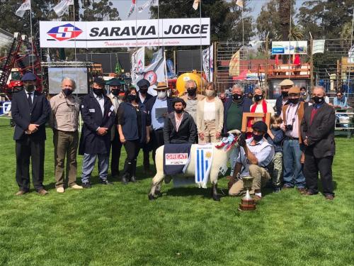 2Gran Campeón Macho Hampshire Down - Escuela Agraria de Montes