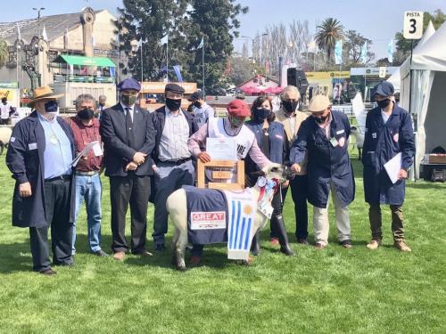 Campeona Hembra Hampshire Down, Washington Pereira Suárez, Cabaña San Jorge