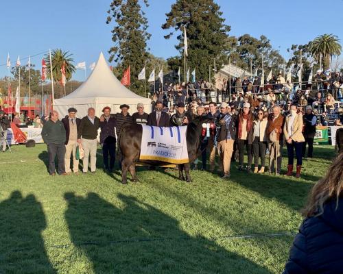 Gran-Campeona-angus
