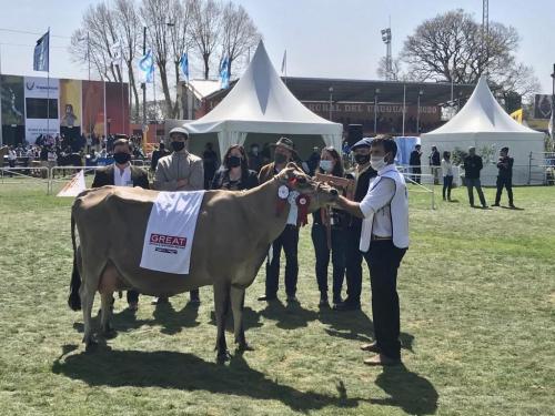 Gran Campeona Hembra Jersey  (1)