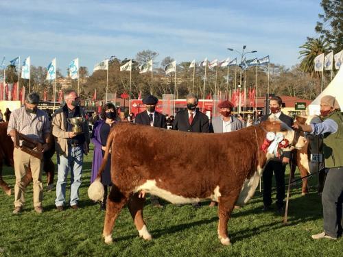 Gran Campeona Hereford - El Baqueano