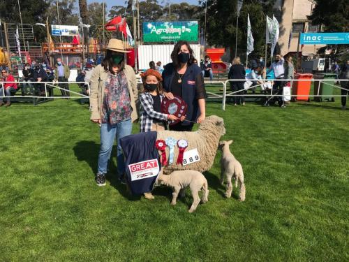 Gran Campeona Southdown. Horacio Castells cabaña la Lucila