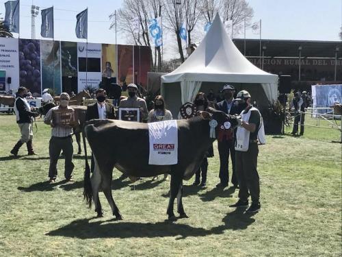 Gran Campeón Macho Jersey - La Granja de Martin