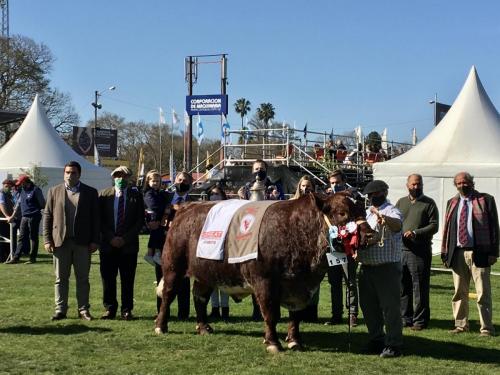 Gran Campeón Macho Shorthorn Cabaña Santa María (1)