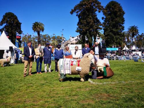 Romney-Marsh-gran-campeón-Macho-Cabaña-la-fronteriza