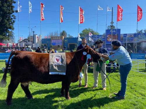 Shorthorn-Gran-Campeón-Macho