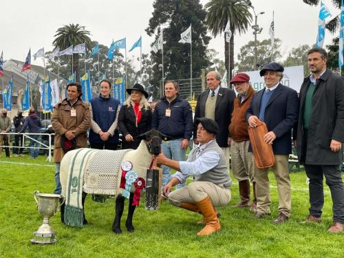 Suffolk-Gran-campeón-macho