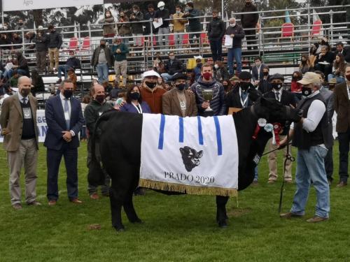 Gran Campeona Hembra Aberdeen Angus Brete 389 de R. J. Zerbino, Lingay SA y Milkland SA.