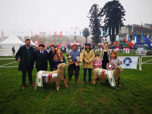 gran-campeón-hembra-y-macho-de-la-raza-southdown